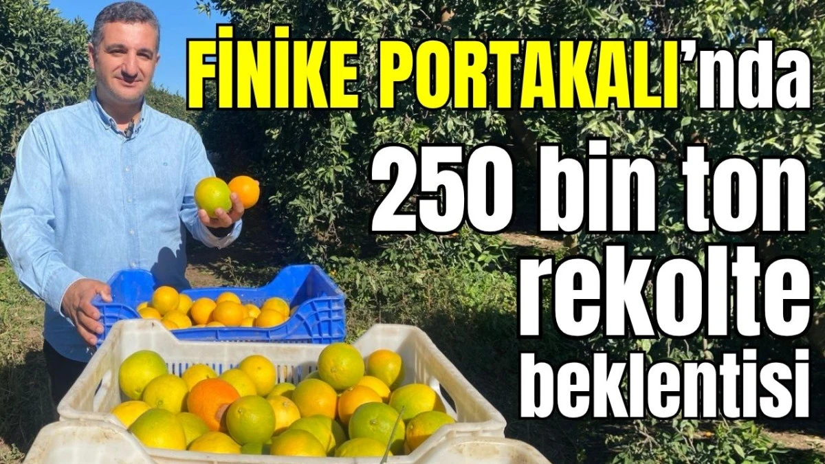 Finike Portakalı'nda 250 bin ton rekolte beklentisi