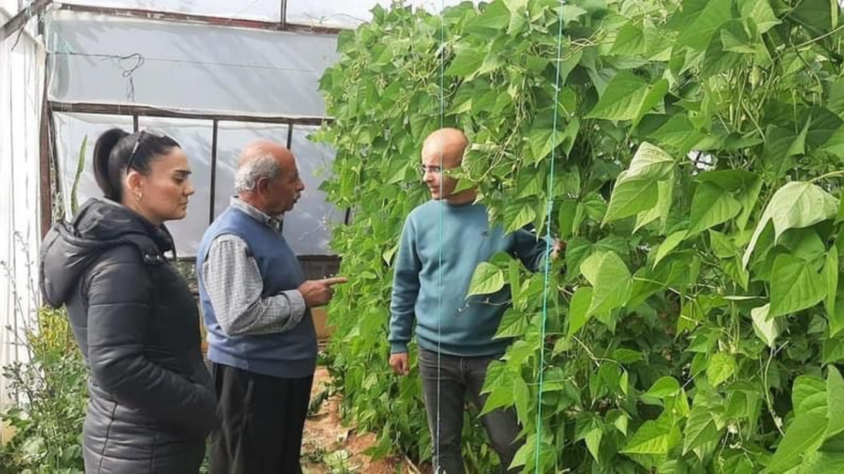Gazipaşa'da hasat öncesi zirai ilaç kalıntısı denetimleri yapılıyor
