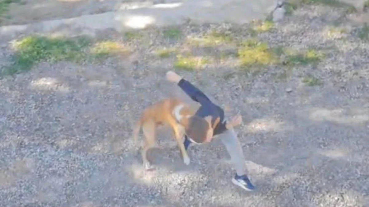 Gazipaşa&rsquo;da korkutan k&ouml;pek saldırısı