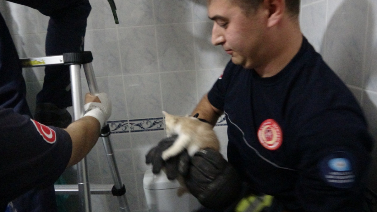 Hastanede yavru kedi kurtarma operasyonu