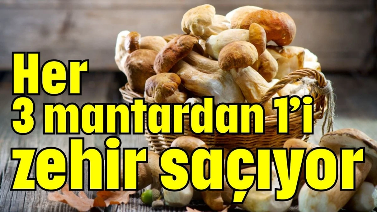 Her 3 mantardan 1&rsquo;i zehir sa&ccedil;ıyor  