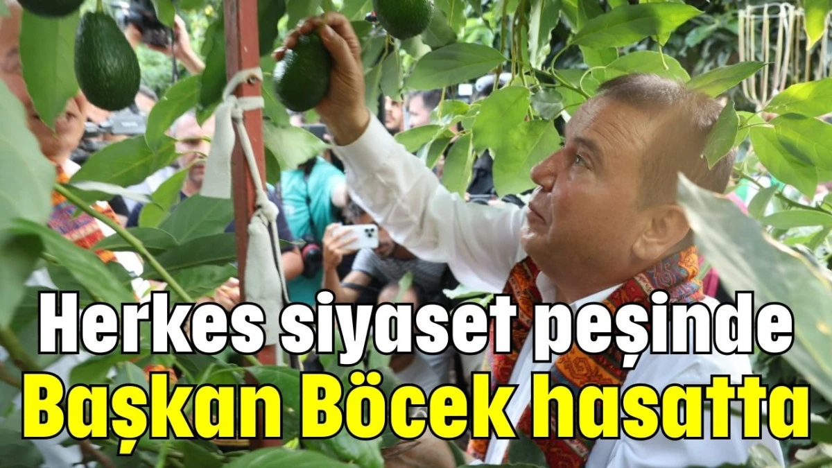 Herkes siyaset peşinde Başkan Böcek hasatta  