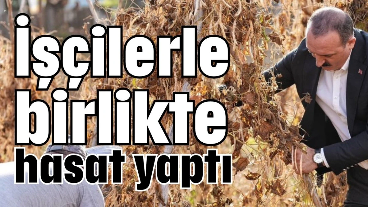 İşçilerle birlikte hasat yaptı 