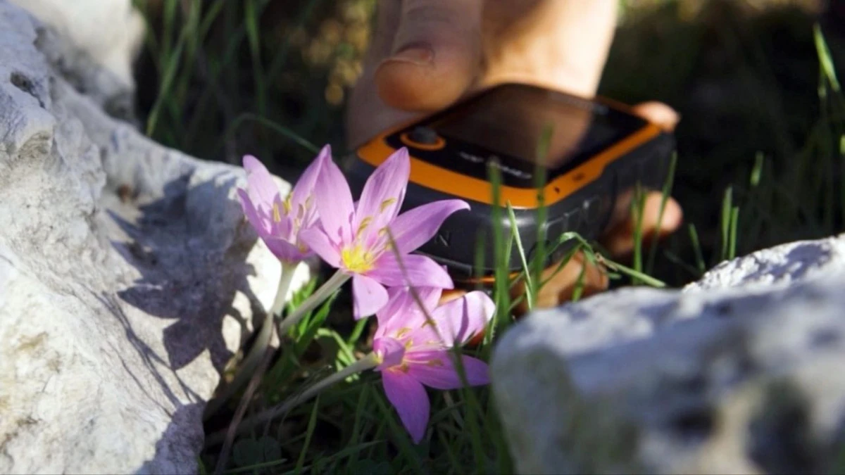 Ka&ccedil;ak s&ouml;k&uuml;m karasal orkideleri yok ediyor