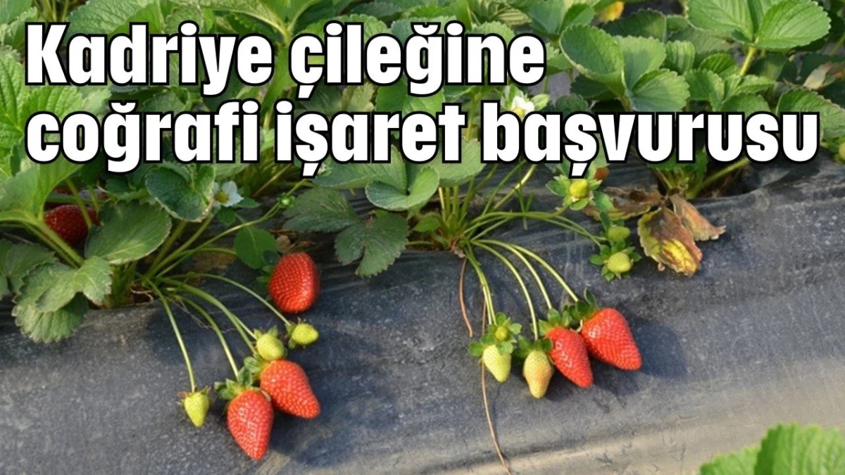 Kadriye &ccedil;ileğine coğrafi işaret başvurusu 