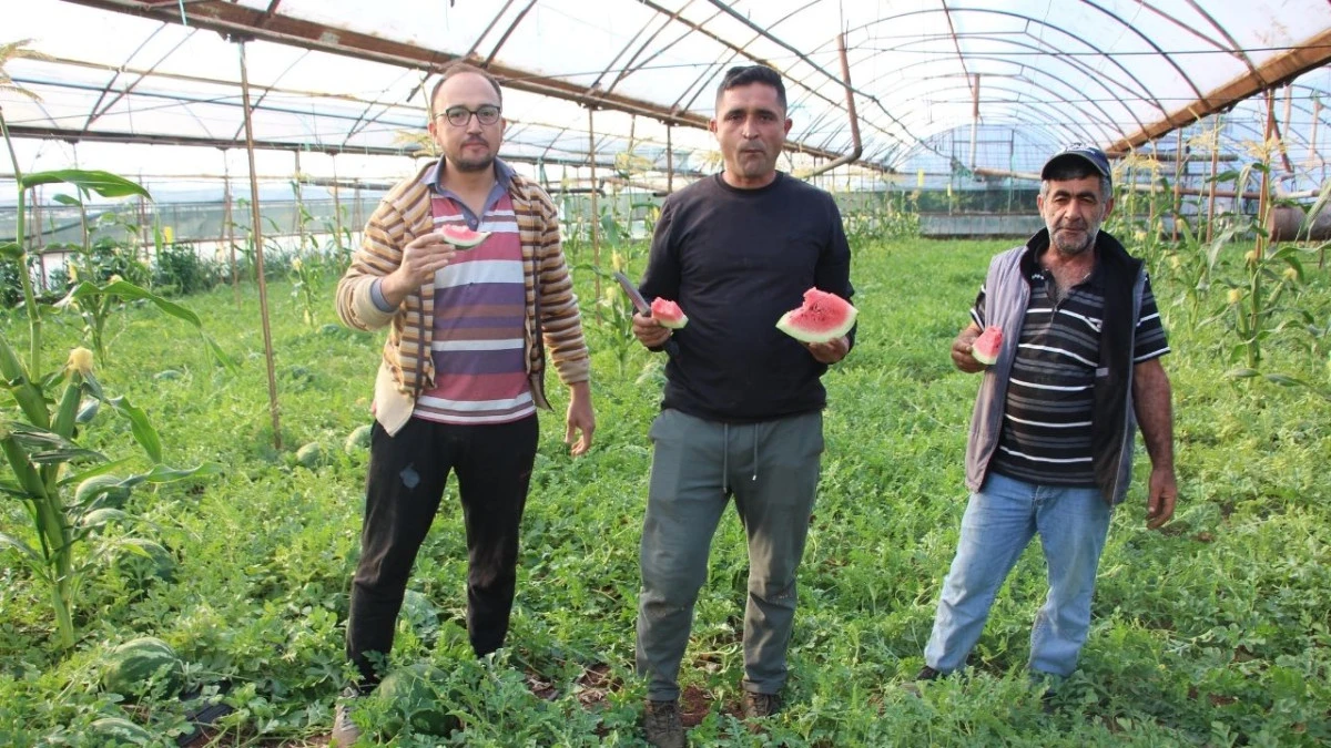 Karaca&ouml;ren karpuzunda hasat başladı