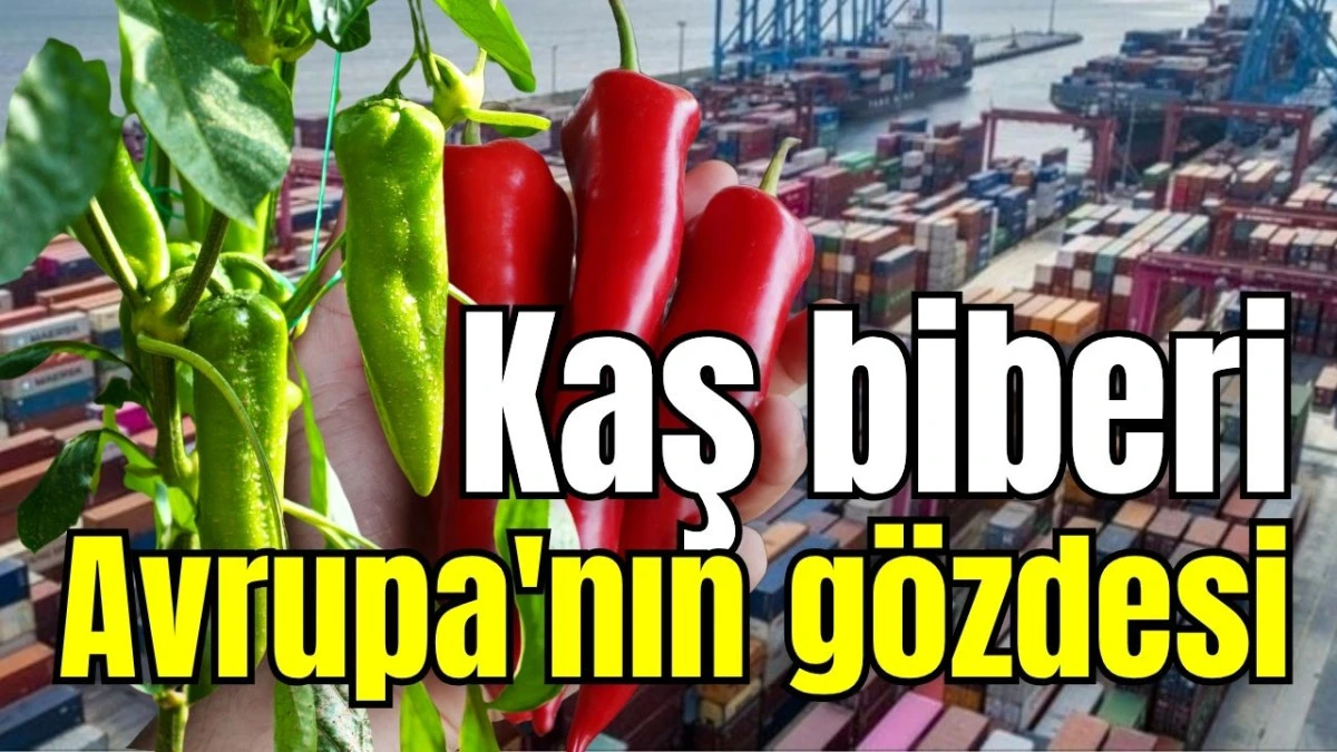 Kaş biberi Avrupa'nın g&ouml;zdesi 