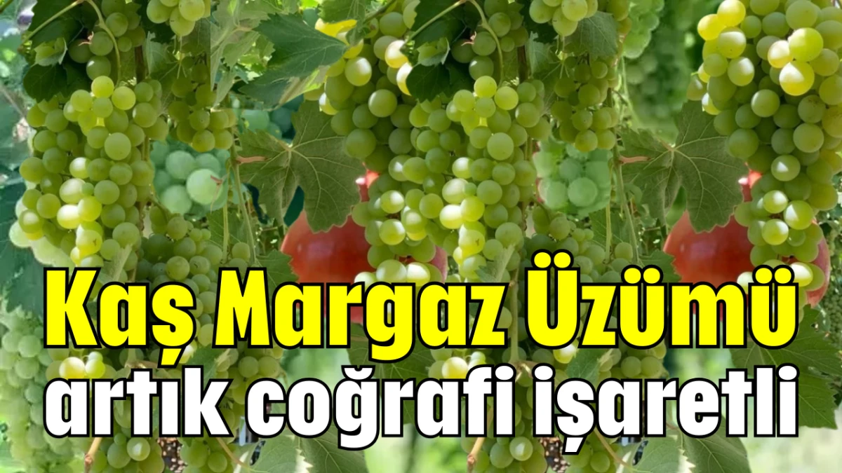 Kaş Margaz Üzümü artık coğrafi işaretli  