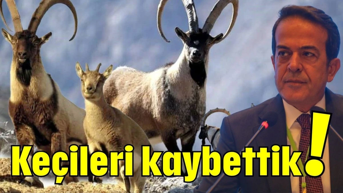 Keçileri kaybettik!     