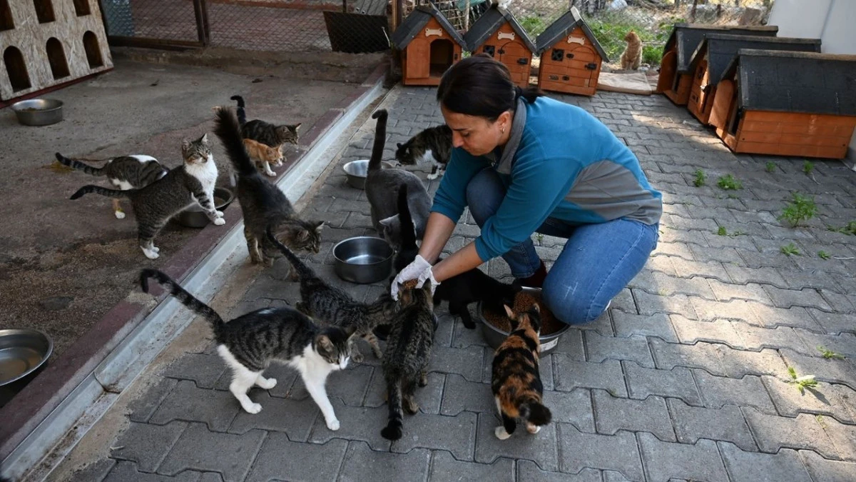Kemer Belediyesi&rsquo;nden sokak hayvanlarına yoğun mesai