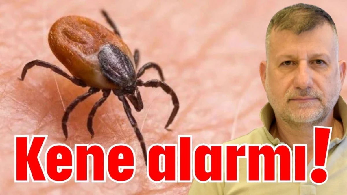 Kene alarmı!   