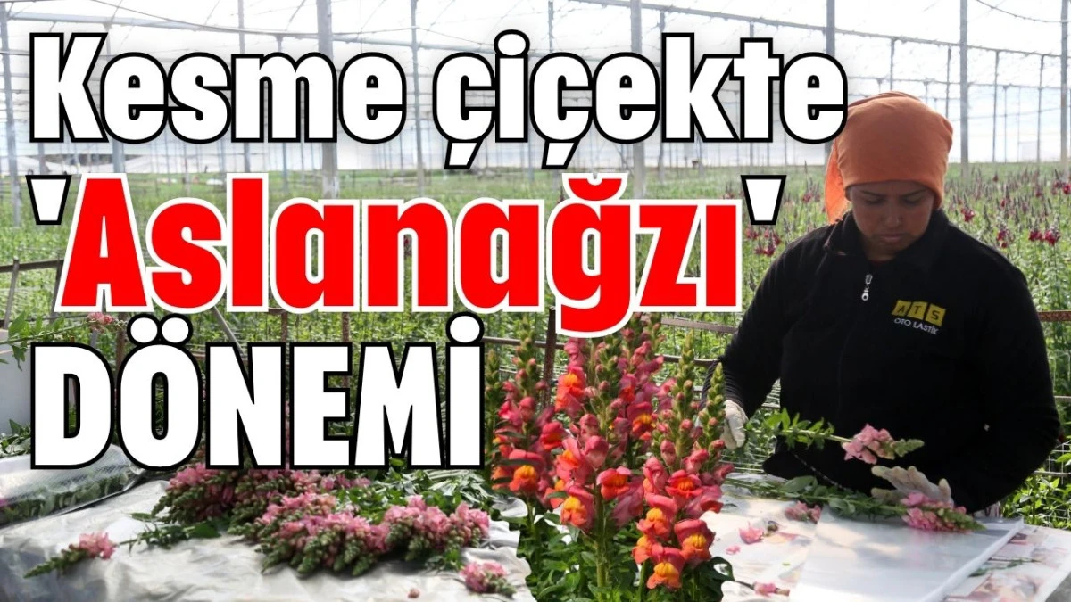 Kesme &ccedil;i&ccedil;ekte 'Aslanağzı' d&ouml;nemi