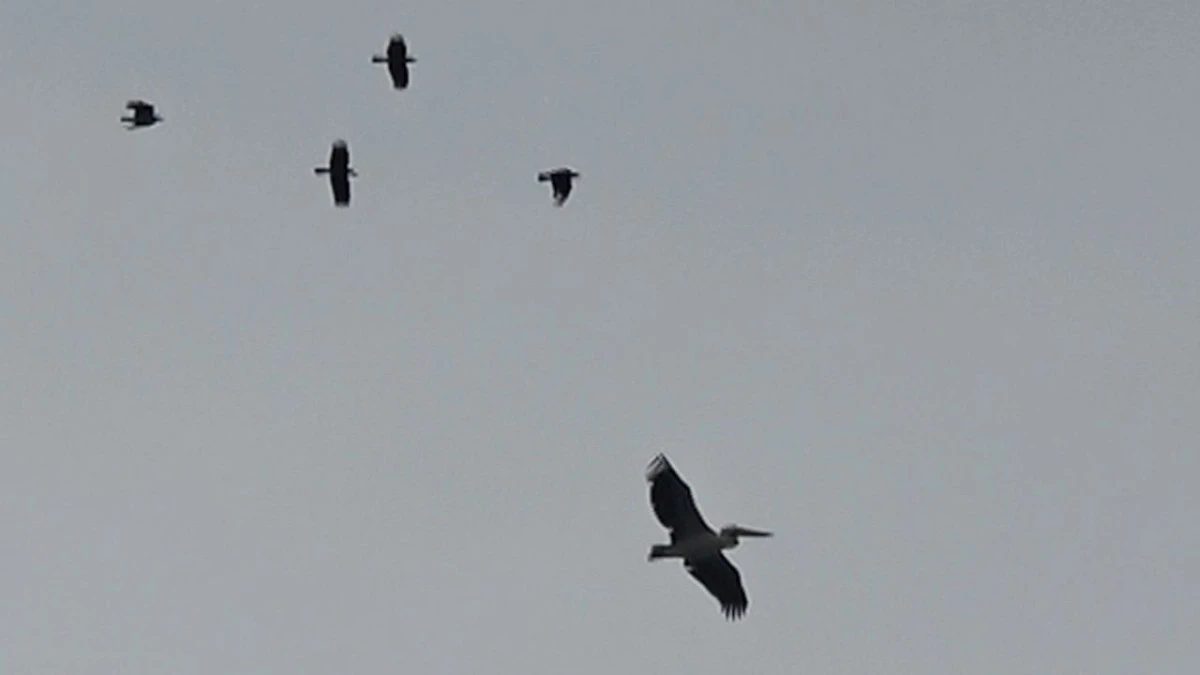 Konyaaltı Sahili'nde leylek s&uuml;rprizi