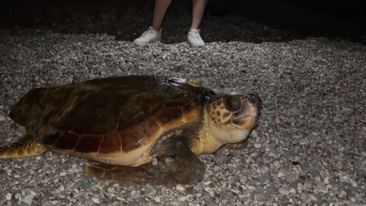 Konyaaltı'nın davetsiz misafiri dev caretta caretta