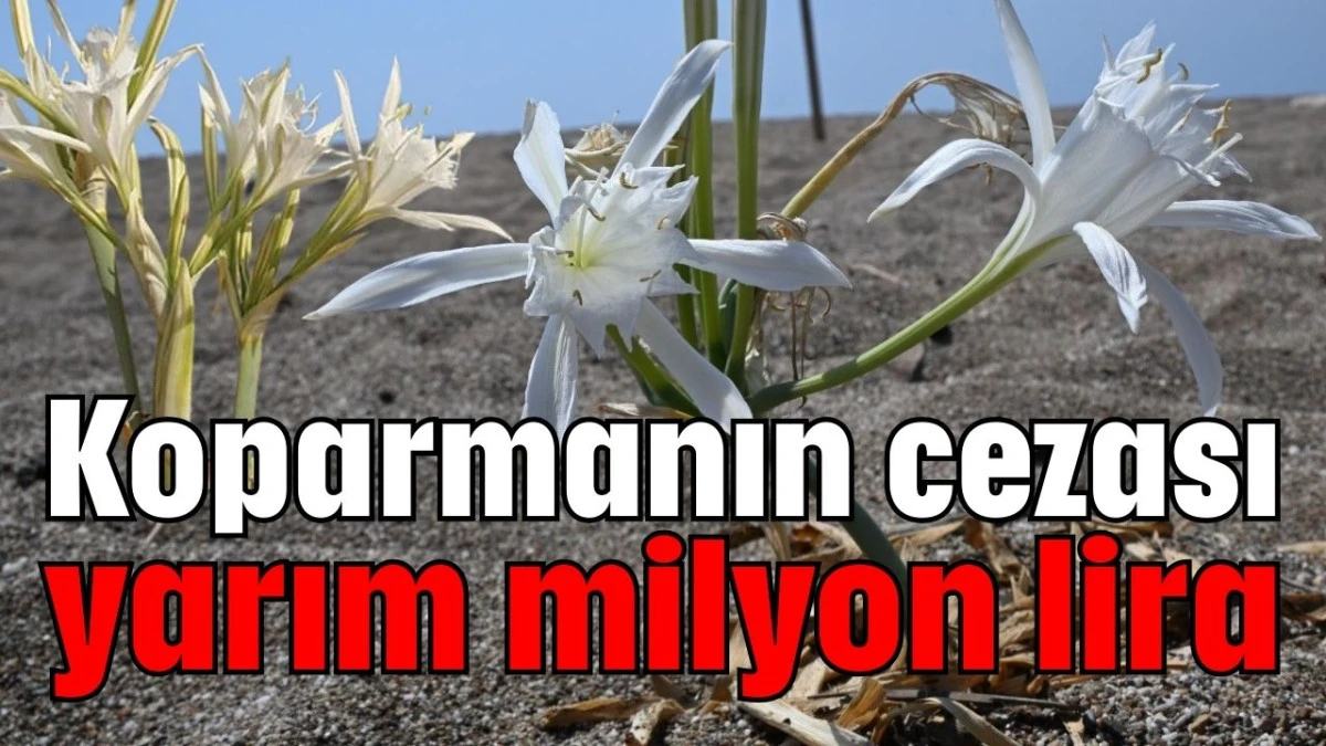 Koparmanın cezası yarım milyon lira  