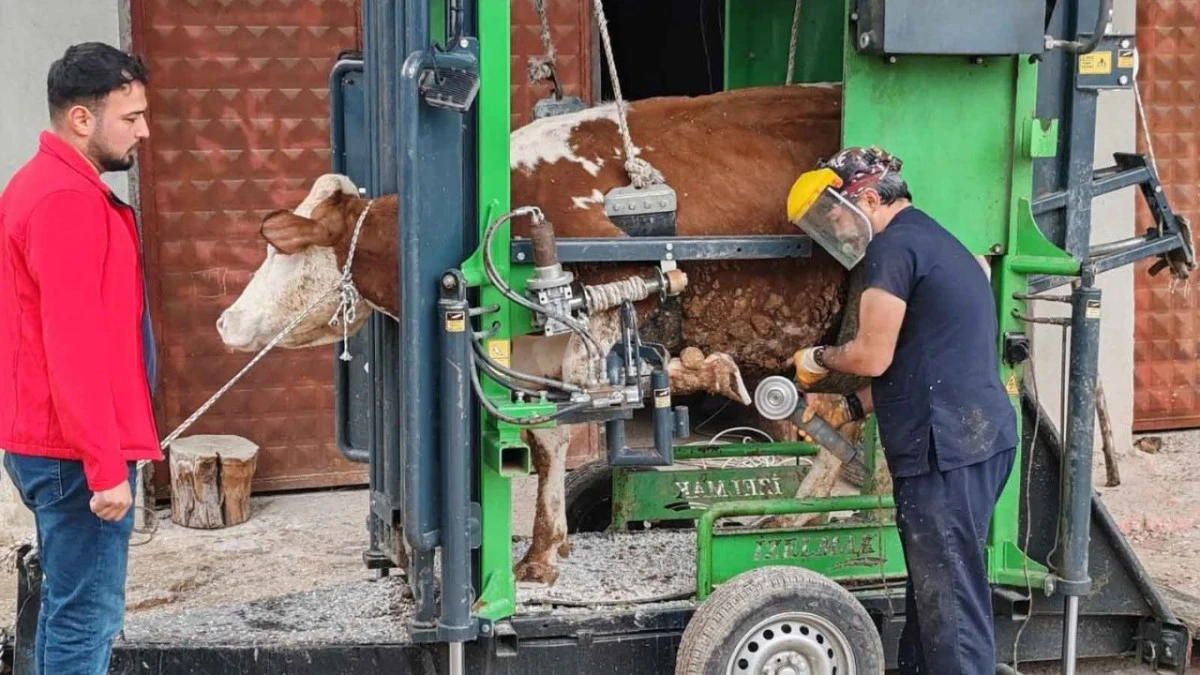 Korkuteli&rsquo;nde b&uuml;y&uuml;kbaş hayvanlara y&ouml;nelik &uuml;cretsiz tırnak bakımı 