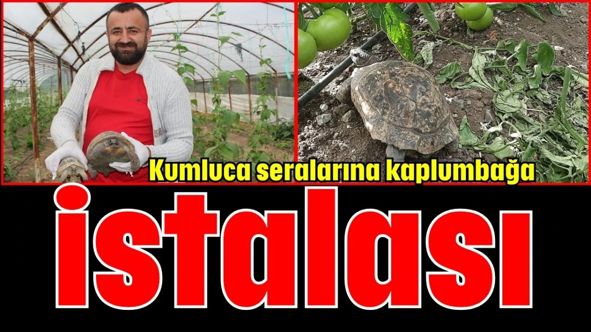 Kumluca seralarına kaplumbağa istilası 