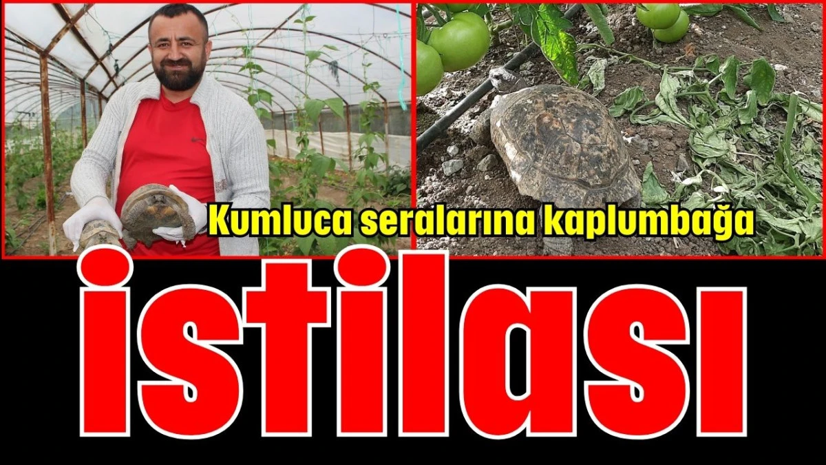 Kumluca seralarına kaplumbağa istilası 