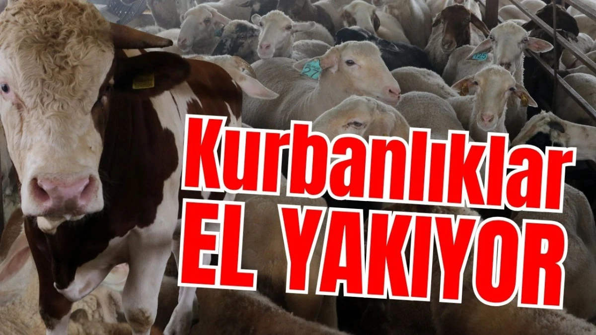 Kurbanlıklar el yakıyor 
