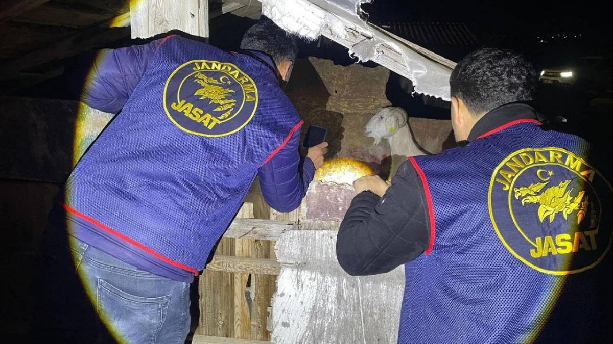 Manavgat'ta 5 koyun &ccedil;aldılar 