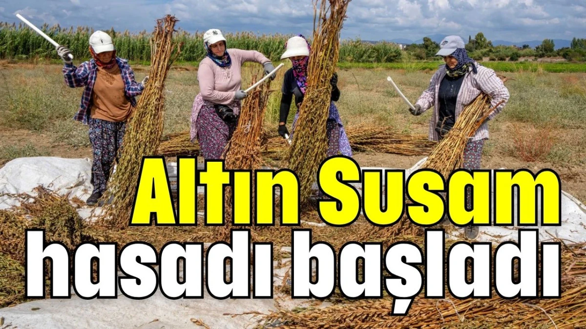 Manavgat'ta Altın Susam hasadı başladı  
