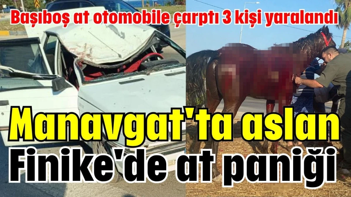 Manavgat'ta aslan, Finike'de at paniği! 