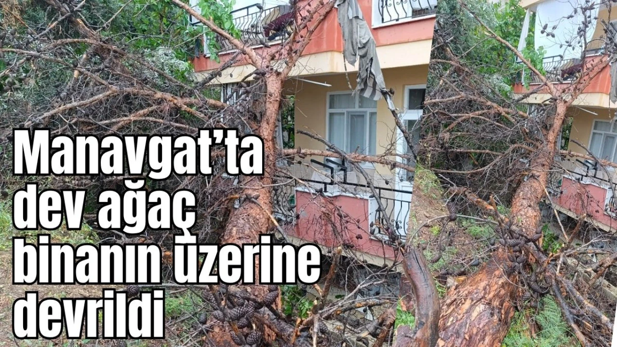 Manavgat'ta dev ağaç binanın üzerine devrildi