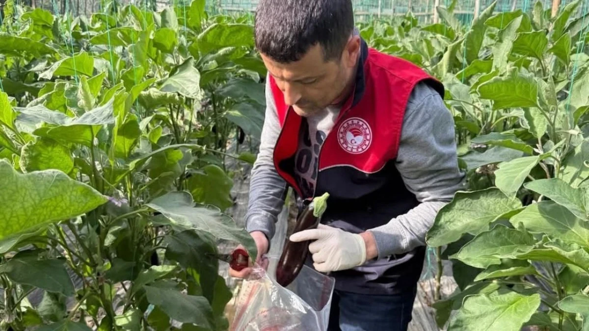 Manavgat'ta seralarda hasat &ouml;ncesi pestisit denetimi