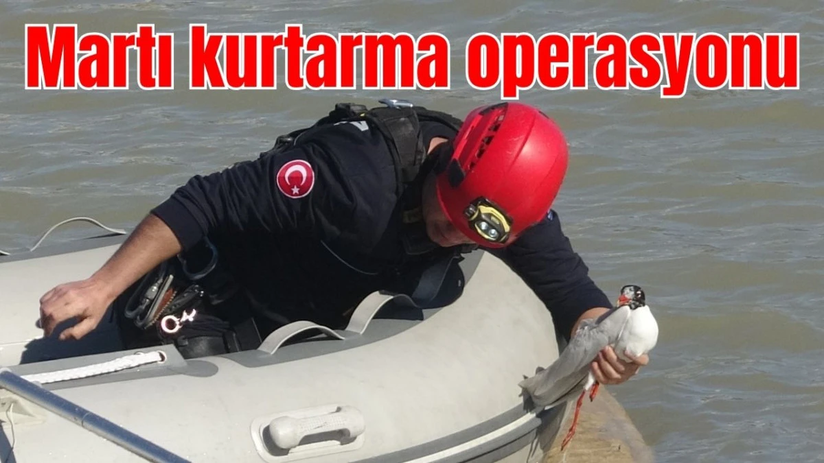 Martı kurtarma operasyonu 