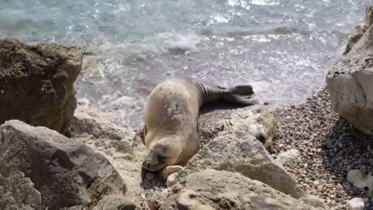 Nesli tehlikedeki Akdeniz foku yuvalarına &lsquo;tur&rsquo; şikayeti