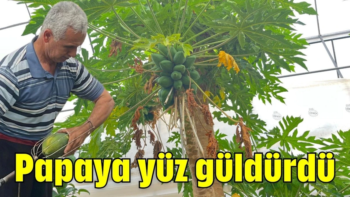 Papaya yüz güldürdü   