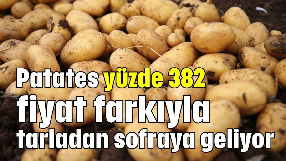 Patates yüzde 382 fiyat farkıyla tarladan sofraya geliyor