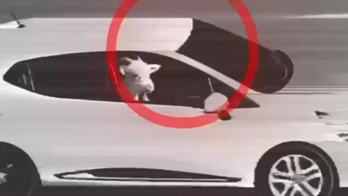 Serik&rsquo;te 5 k&uuml;&ccedil;&uuml;kbaş hayvan hırsızlığı: 3 tutuklama