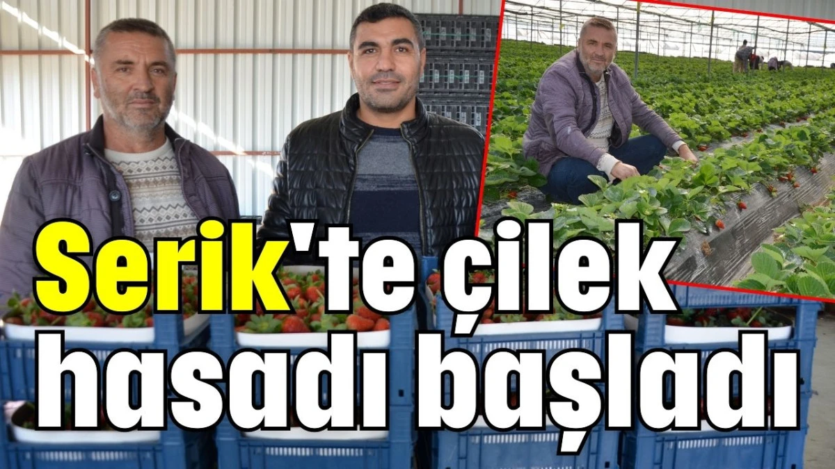 Serik'te çilek hasadı başladı 