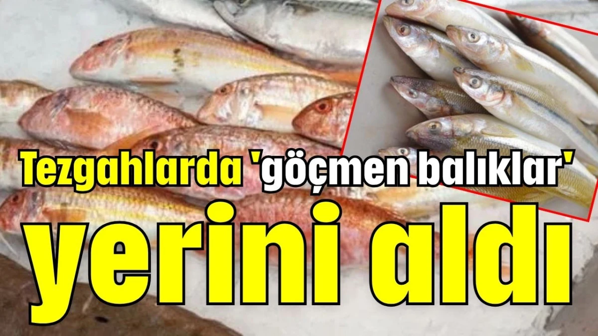 Tezgahlarda 'g&ouml;&ccedil;men balıklar' yerini aldı