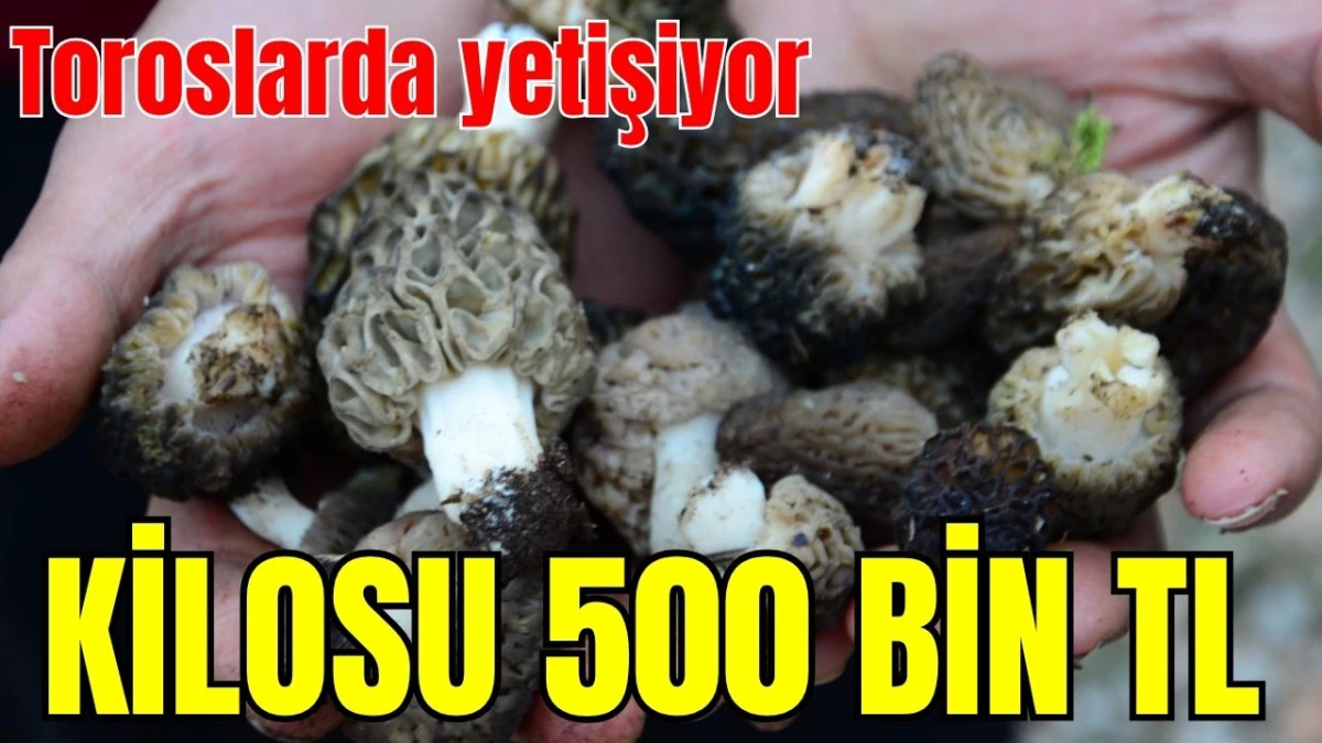 Toroslarda yetişiyor, kilosu 500 bin TL'den satılıyor