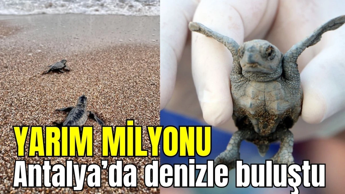 Yarım milyonu Antalya'da denizle buluştu
