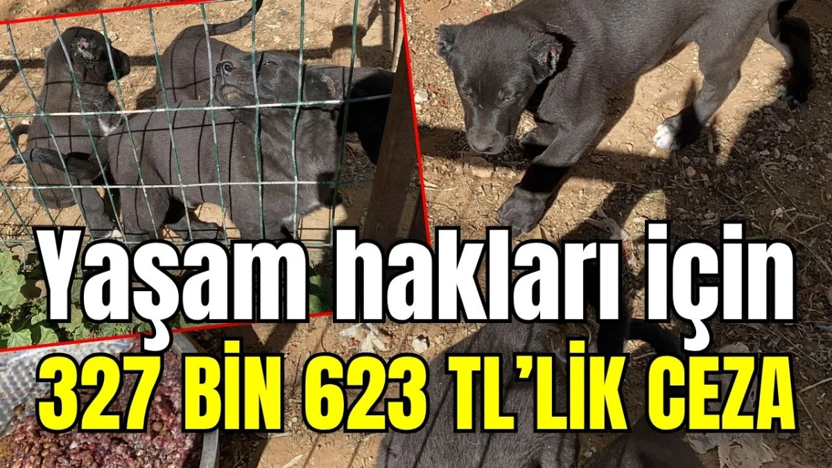 Yaşam hakları i&ccedil;in 327 bin 623 TL&rsquo;lik ceza 