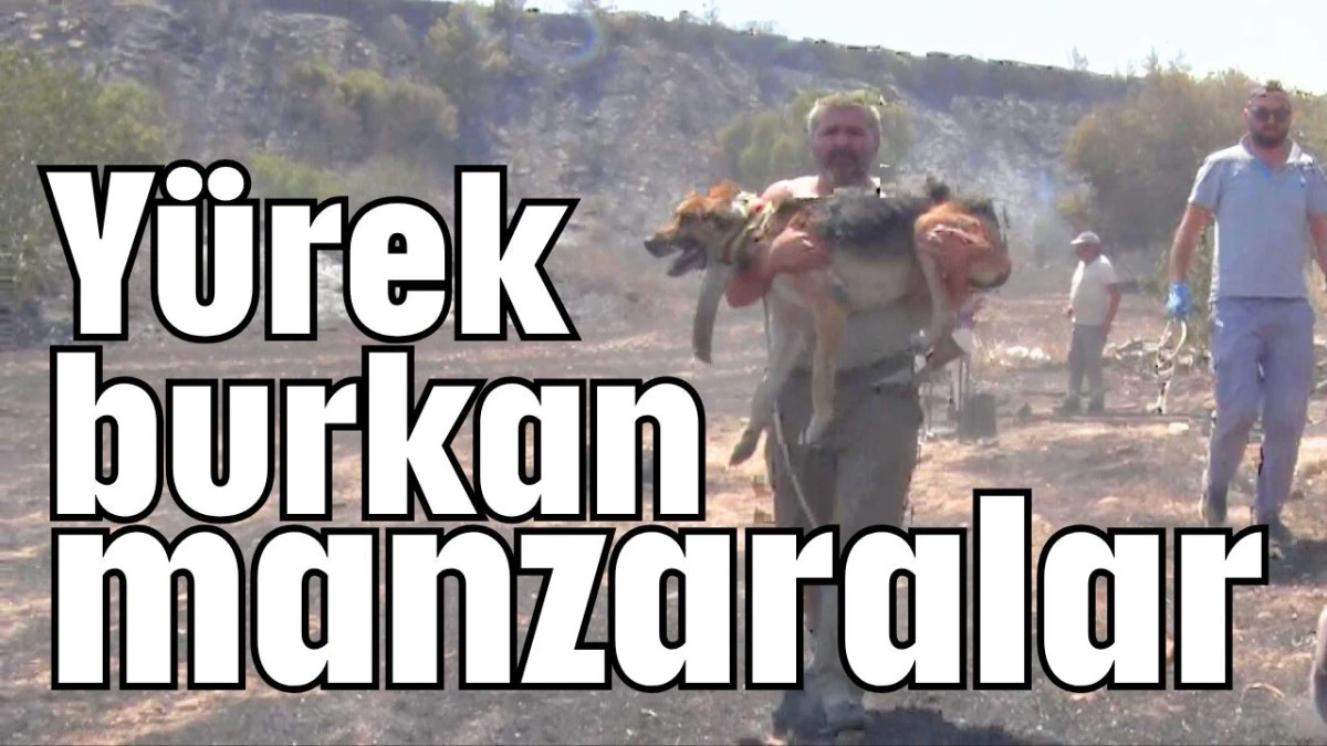 Yürek burkan manzaralar   