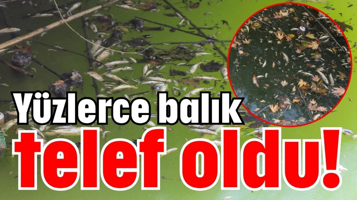 Antalya'da yüzlerce balık telef oldu!