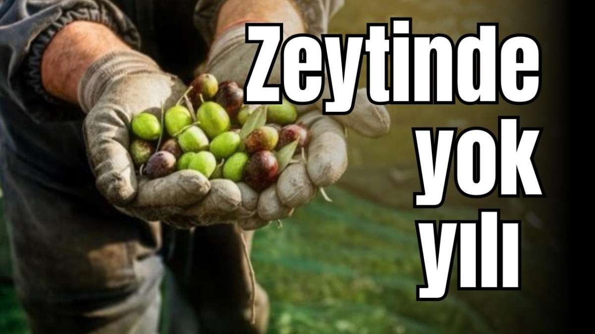 Zeytinde yok yılı 