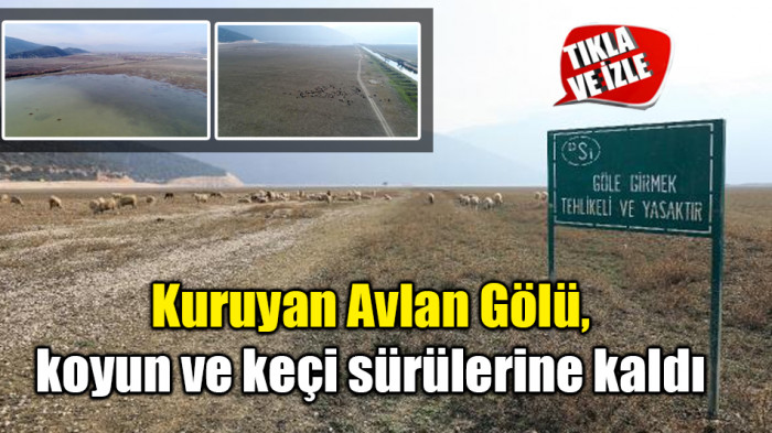 Kuruyan Avlan Gölü, koyun ve keçi sürülerine kaldı